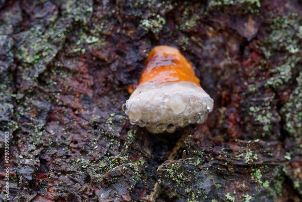 Obraz Mushroom and water drops.
