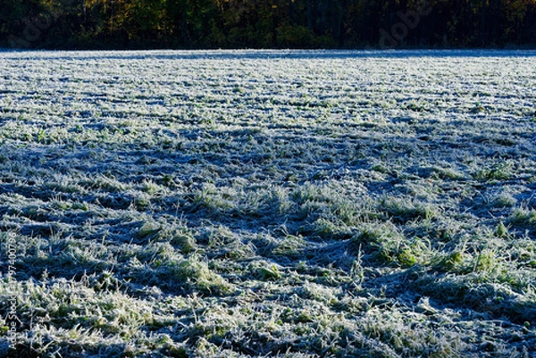 Obraz Frost-bitten meadow.