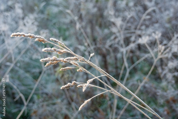 Fototapeta Frost-bitten meadow.
