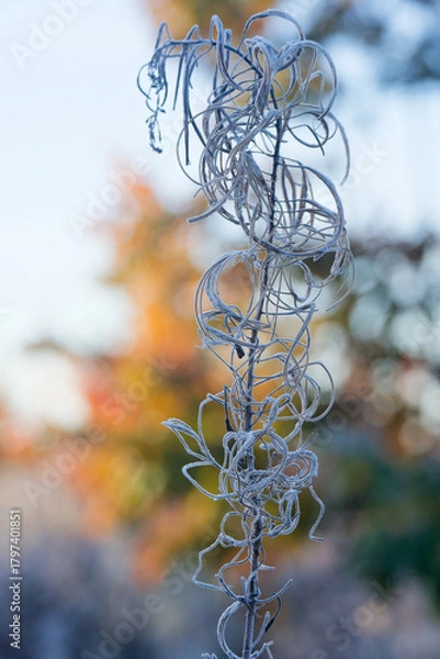 Obraz Frost-bitten meadow.