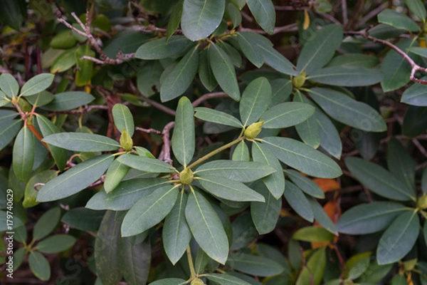 Fototapeta leaves of rhododendron williamsianum ericaceae mountain rose from szechuan china