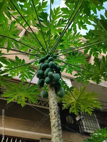 Fototapeta looking up at a papaya tree