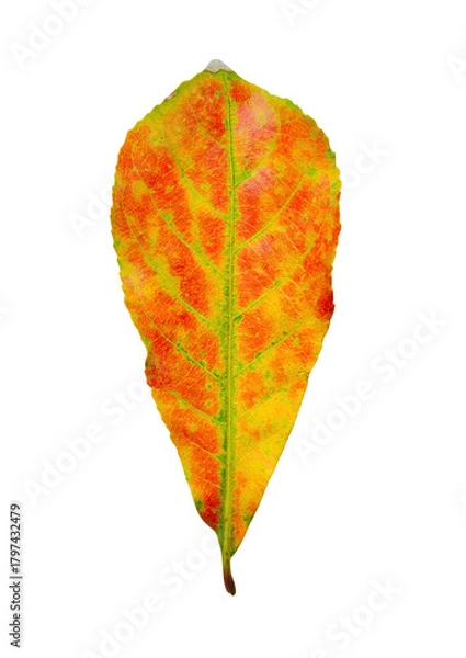 Obraz Autumn Leaf 