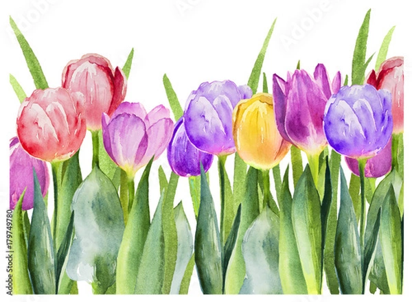 Obraz Tulips watercolour illustrations on white background