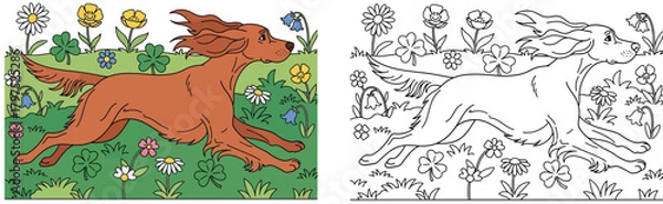 Fototapeta Running Irish Setter Dog in Flower Field – Cute Spring Illustration with Coloring Page Version, Playful Pet Artwork,