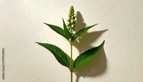 Fototapeta A detailed botanical illustration of the plant, featuring slender hollow stems, pointed leaves, and delicate small white flowers, beautifully rendered against a soft cream background.