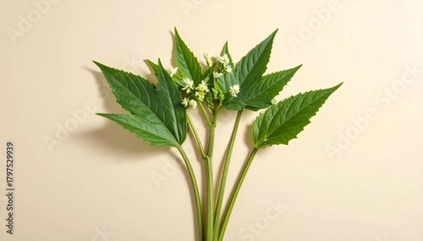 Obraz A detailed botanical illustration of the plant, featuring slender hollow stems, pointed leaves, and delicate small white flowers, beautifully rendered against a soft cream background.