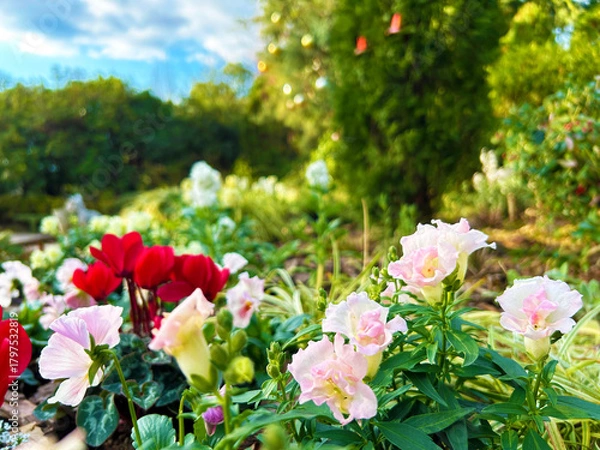 Obraz 花壇に咲くシクラメン