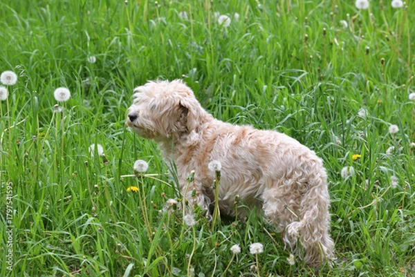 Obraz Cockapoo is a cross between a cocker spaniel and a poodle.