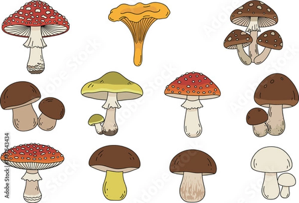 Fototapeta Wild Forest Mushroom Vector Collection Including Amanita, Chanterelle, and Boletus, Ideal for Autumn Nature, Foraging, and Organic Food Concepts. 