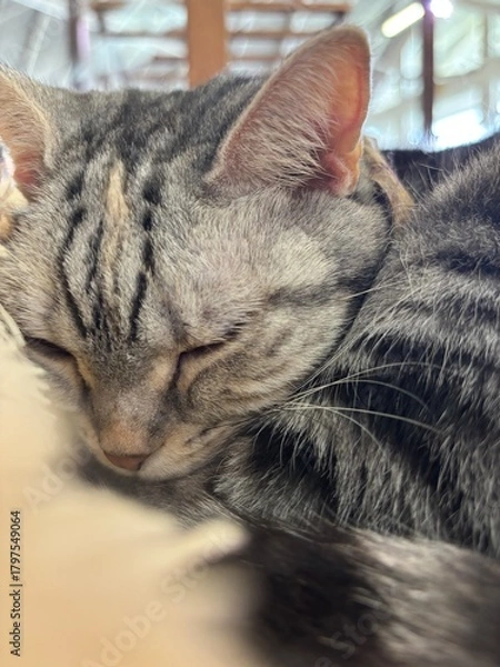 Obraz 寝ている猫