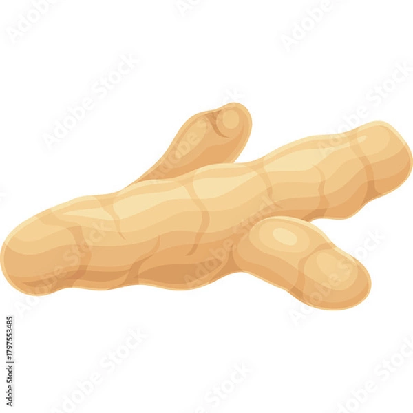 Obraz Light Brown Ginger Root With Segmented Skin And Finger Like Appendages On A Transparent Background