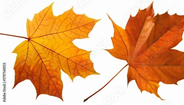 Fototapeta Bright Autumn Leaves Clipart Collection With Golden Orange And Yellow Foliage Isolated For Templates Artwork And Nostalgic Seasonal Designs