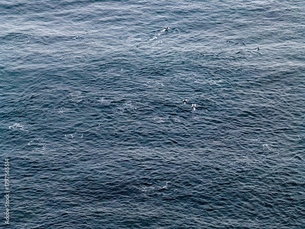 Fototapeta Aerial view of common dolphins feeding above huge dragnet in Donegal Bay, Ireland