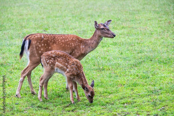 Fototapeta Mother deer and fawn in grassland