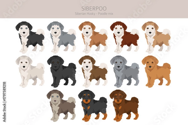 Fototapeta Siberpoo dog. Husky doodle clipart. Siberian husky Poodle mix. Different coat colors set.  Vector illustration