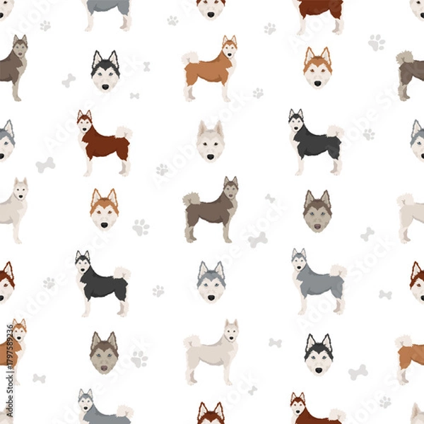 Fototapeta Siberpoo dog. Husky doodle clipart. Siberian husky Poodle mix. Different coat colors set.  Vector illustration