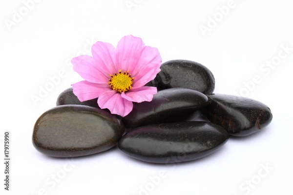 Obraz Blüte auf Kieselsteinen