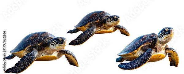 Obraz Sea Turtle on Coastal Shore Sand with High-Detail Carapace Pattern – Transparent.