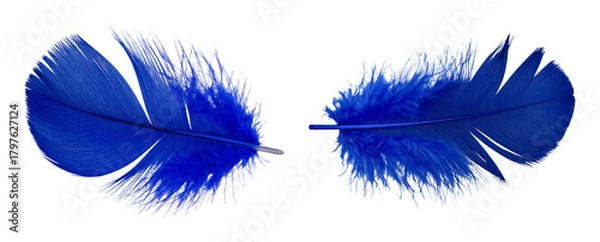 Obraz Vibrant Indigo Feather with Bold Central Quill and Detailed Texture, Transparent Background
