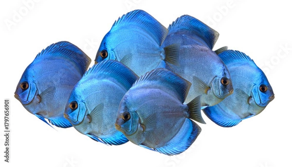 Obraz Group of Uniform Blue Discus Fish Swimming Together, Realistic Aquarium Concept, Isolated on Transparent Background