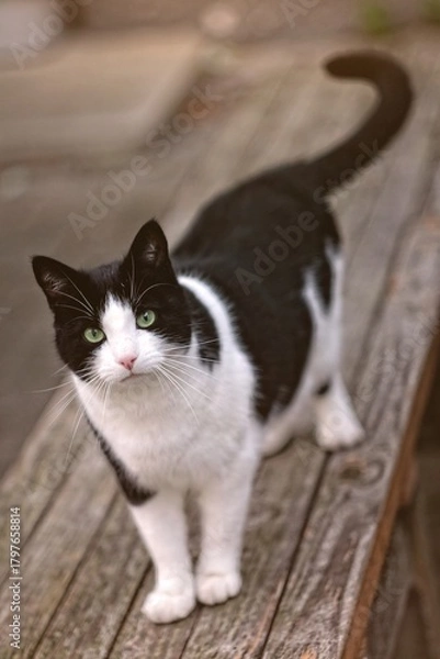 Fototapeta Funny tuxedo cat sitting outdoors and looking curious at camera. Vertical image with selective focus.	