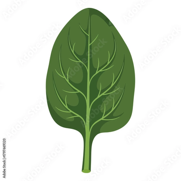 Obraz A single fresh green spinach leaf illustration isolated.