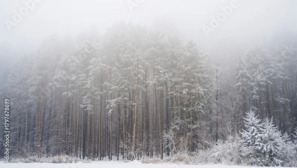 Fototapeta Tall trees blanketed in snow, showcasing seasonal changes and winter landscapes