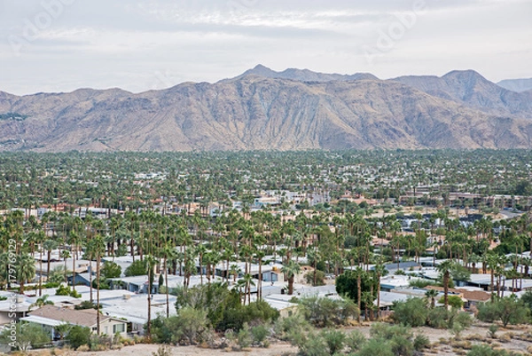 Fototapeta Palm tree view