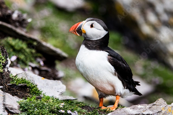 Fototapeta atlantic puffiun
