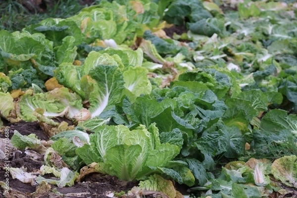 Obraz Chinese cabbage