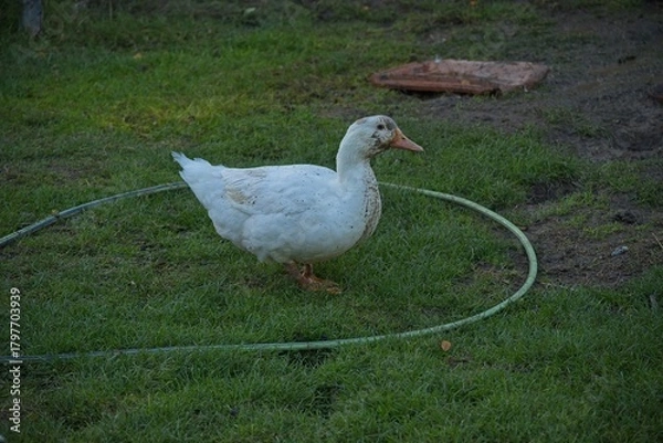 Obraz duck on an organic farm