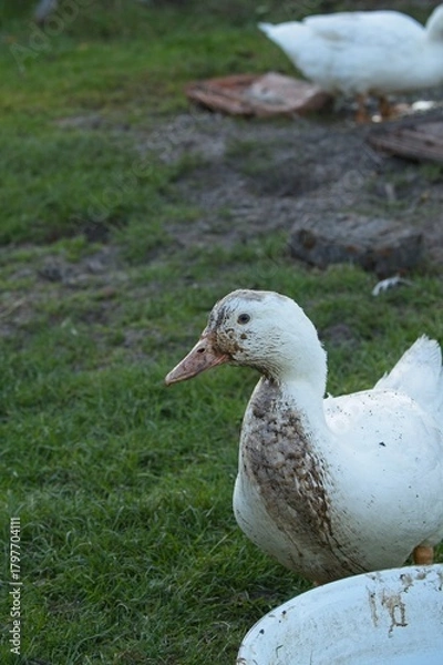 Obraz duck on an organic farm