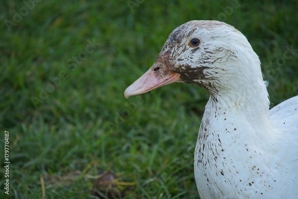 Obraz duck on an organic farm