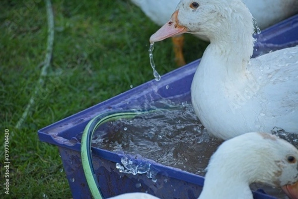 Obraz ducks on an organic farm