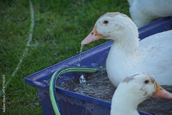 Obraz ducks on an organic farm