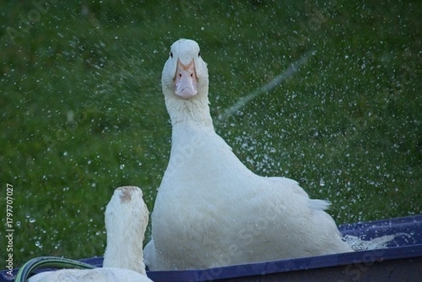 Obraz ducks on an organic farm