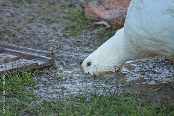 Obraz duck on an organic farm
