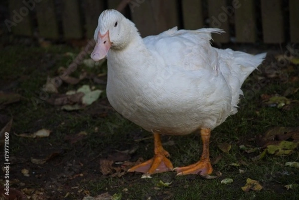 Obraz duck on an organic farm