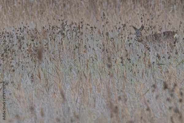 Obraz blurred picture of two deers in high grass in autumn