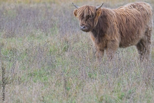 Obraz highland cattle in a pasture