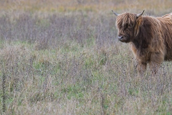 Obraz highland cattle in a pasture