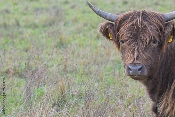 Obraz highland cattle in a pasture
