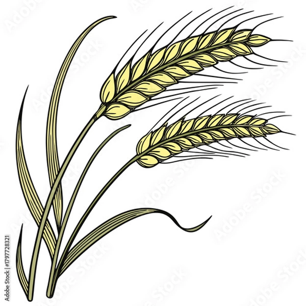 Obraz Illustration of two golden wheat stalks with green leaves against a white background