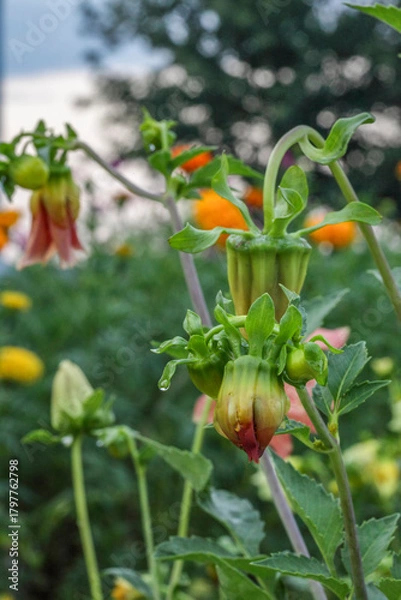Fototapeta Close-up of a dahlia bud with soft morning light and blurred garden background.