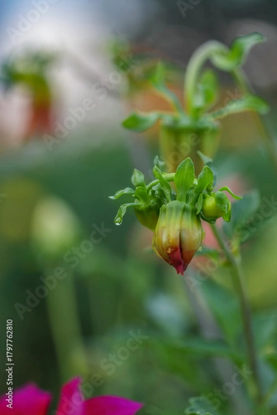 Fototapeta Close-up of a dahlia bud with soft morning light and blurred garden background.