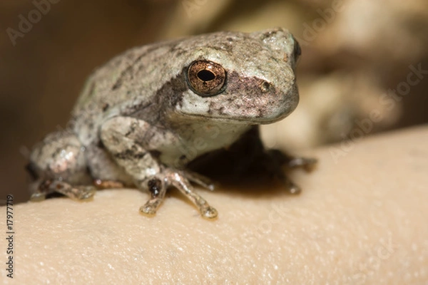 Obraz Cope's Gray Tree frog