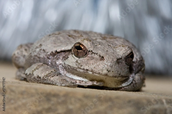 Obraz Cope's Gray Tree Frog.