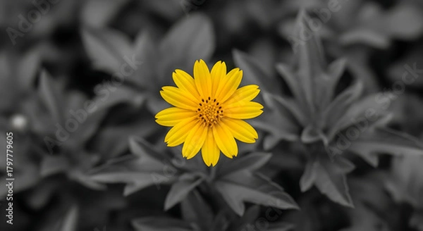 Fototapeta A solitary yellow flower blooms against a grayscale background, a vibrant splash of color in nature
