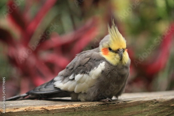 Fototapeta An Australian bird, the cockatiel perchedon a Boardwalk 